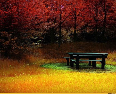 Осенний лес скамейка