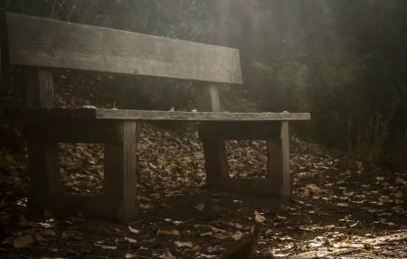 Скамейка в туманном лесу