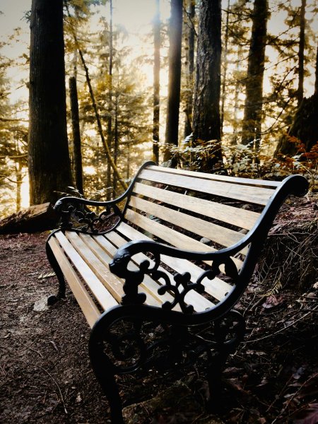 Скамейка в лесу