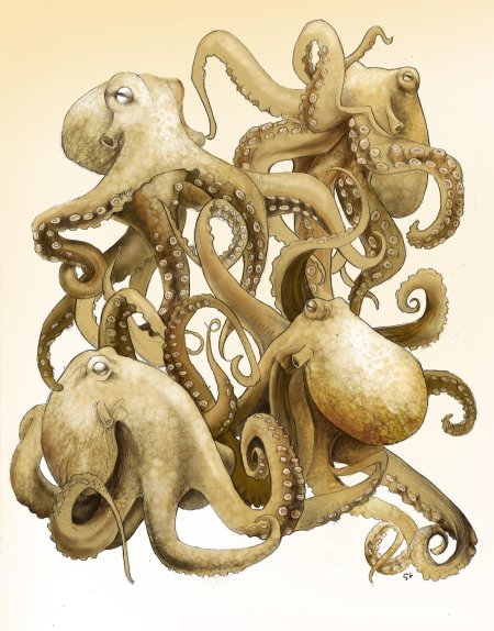 Осьминог арт