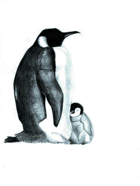 Пингвины живопись