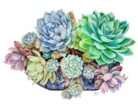 Эхеверия суккулент Кактус