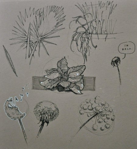 Наброски растений