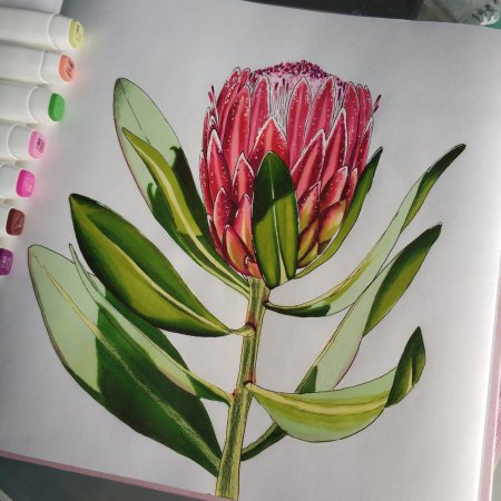 Домашние растения фломастерами