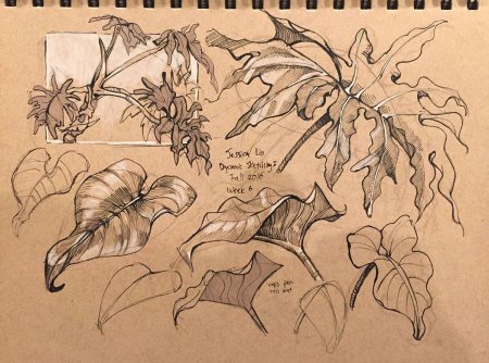 Старинные изображения растений