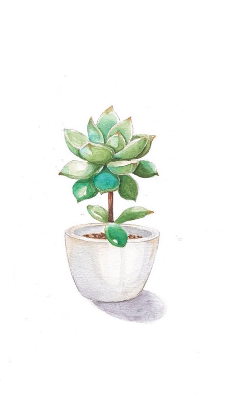 Суккуленты акварель