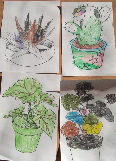 Рисование комнатные цветы