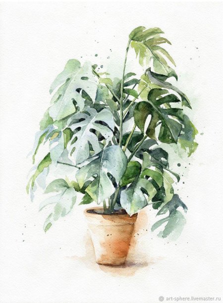 Монстера Еллоу