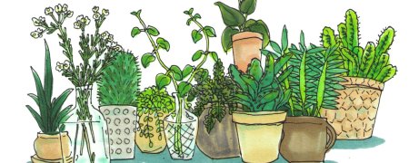 Комнатные растения иллюстрации