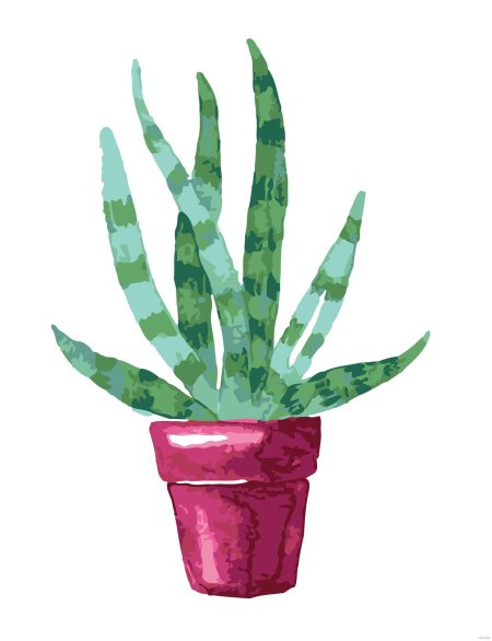 Сансевиерия рисование старшая группа