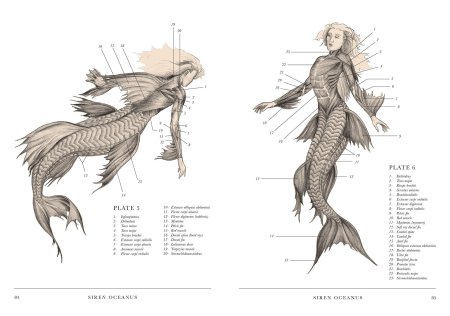 Анатомия мифических существ Хадспет