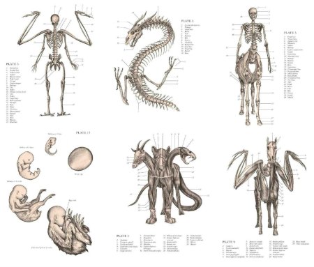 Анатомия фантастических существ Хадспет