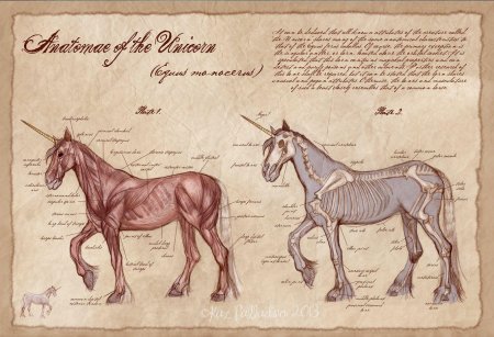 Внутреннее строение единорога