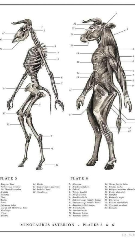 Хадспет э.б. "воскреситель. Анатомия фантастических существ"
