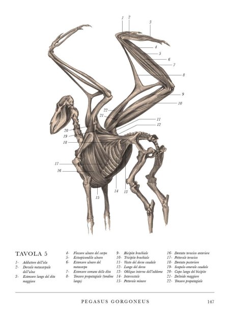 Анатомия мифических существ Хадспет
