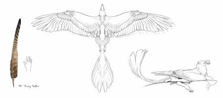 Пегас анатомия