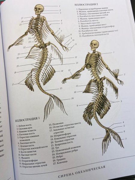 Хадспет э.б. "воскреситель. Анатомия фантастических существ"