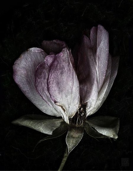 Дарк Роуз Эстетика