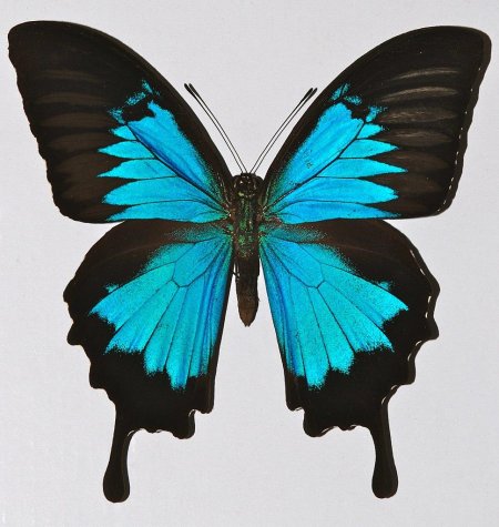 Парусник Улисс (Papilio Ulysses)