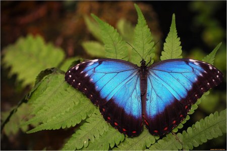 Бабочка парусник Махаон