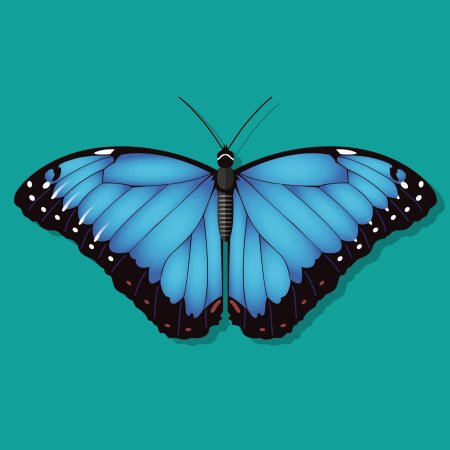 Бабочка Морфо Пелеида