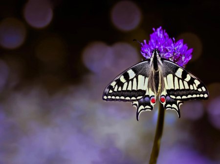 Тигровый Махаон бабочка