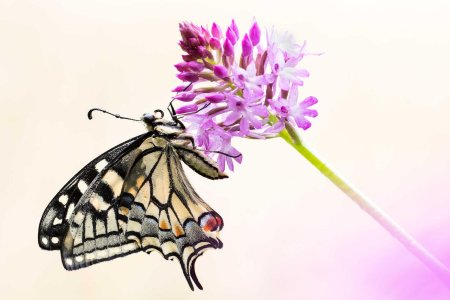 Махаон (бабочка)