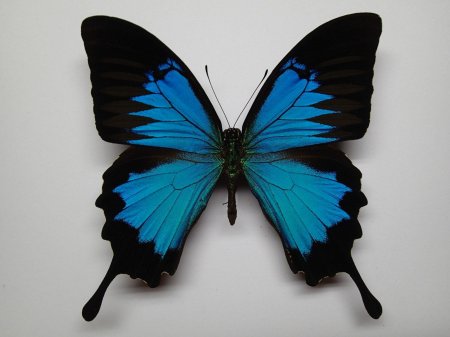 Парусник Улисс (Papilio Ulysses)