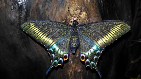 Махаон Маака бабочка