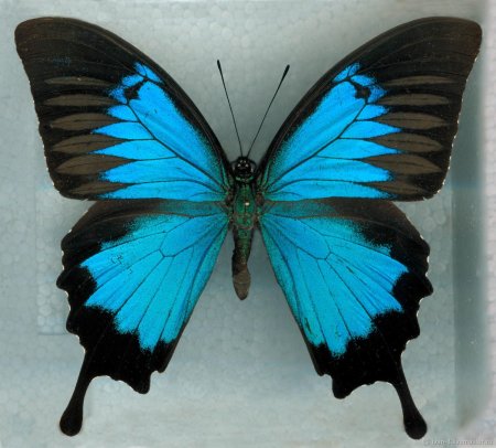Парусник Улисс (Papilio Ulysses)