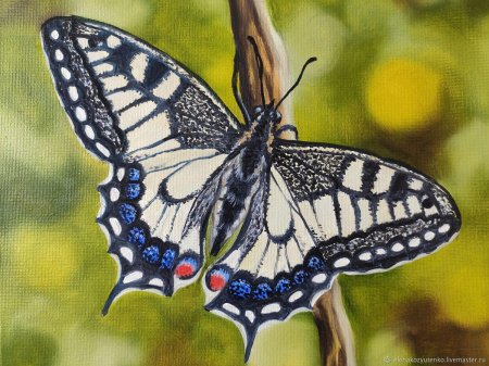 Махаон (бабочка)