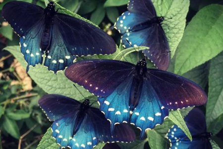 Калифорнийский синий Махаон