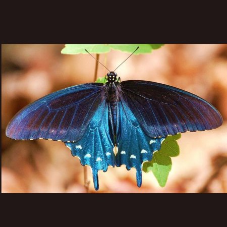 Парусник Маака бабочка