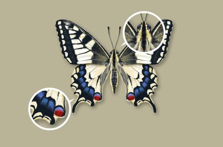 Черный Махаон бабочка