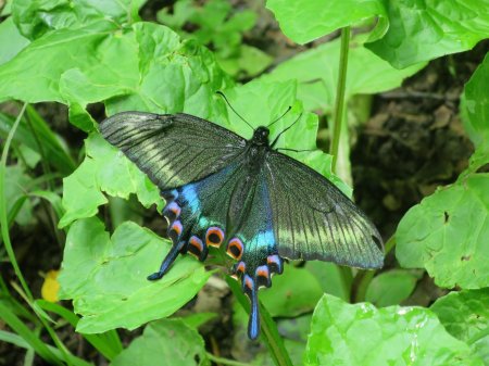 Хвостоносец Маака бабочка