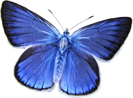 Синяя бабочка