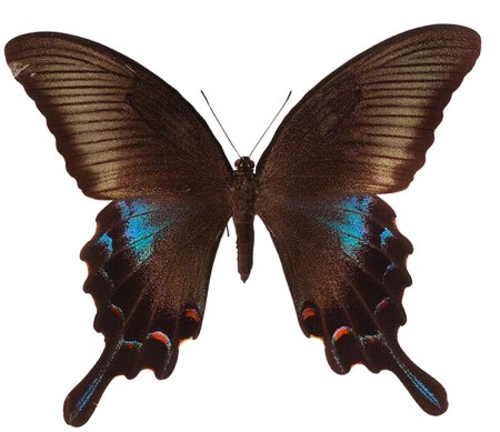 Papilio Palinurus бабочка