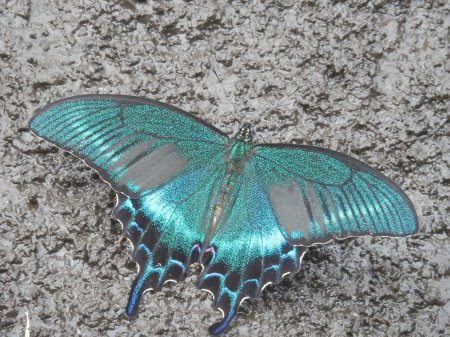 Парусник Маака бабочка