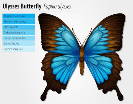 Парусник Улисс (Papilio Ulysses)