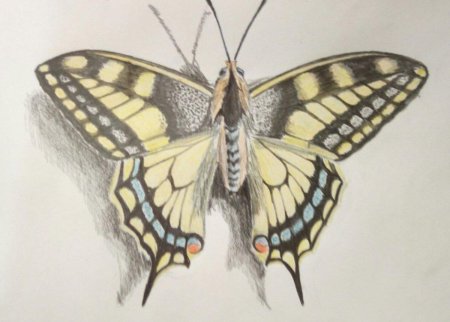 Махаон (бабочка)