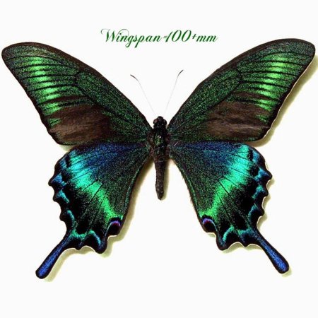 Хвостоносец Маака бабочка