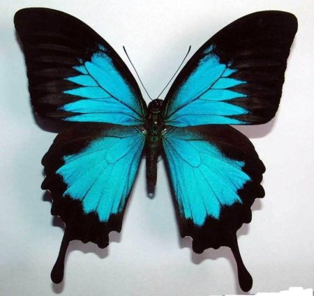 Парусник Улисс (Papilio Ulysses)