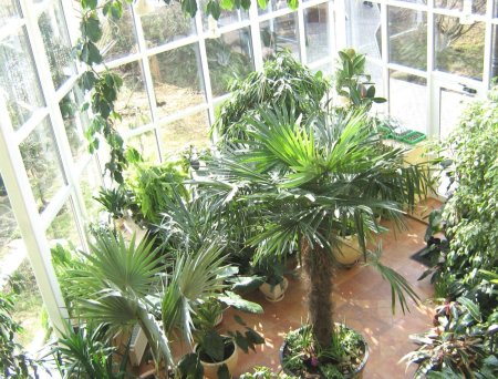 Зимний сад оранжерея