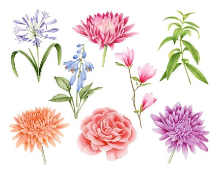 Ботаническая иллюстрация