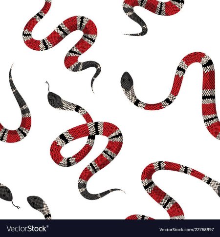 Коралловый Аспид и Королевская змея