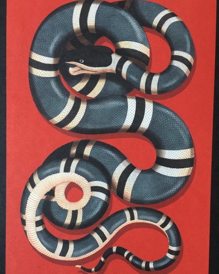 Змея Аспид гуччи