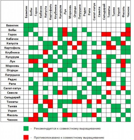 Соседство овощей на грядках таблица