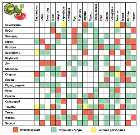 Таблица посадок овощных культур
