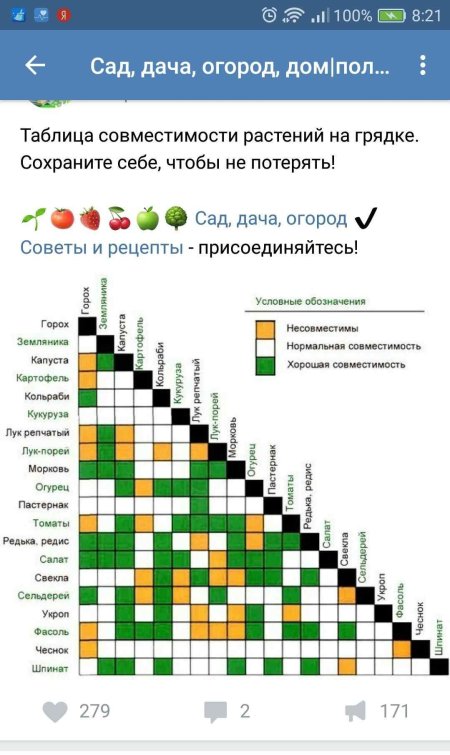 Совместимость растений на грядке
