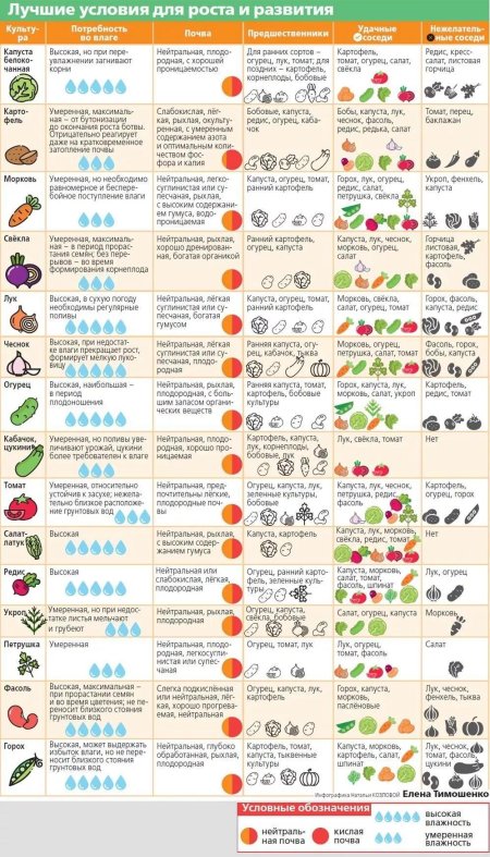 Соседство посадки овощей на огороде таблица